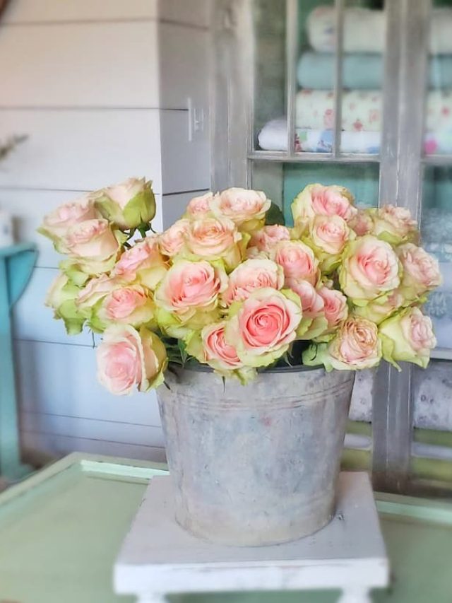 cropped-roses-in-galvanized-bucket-SQ.jpg