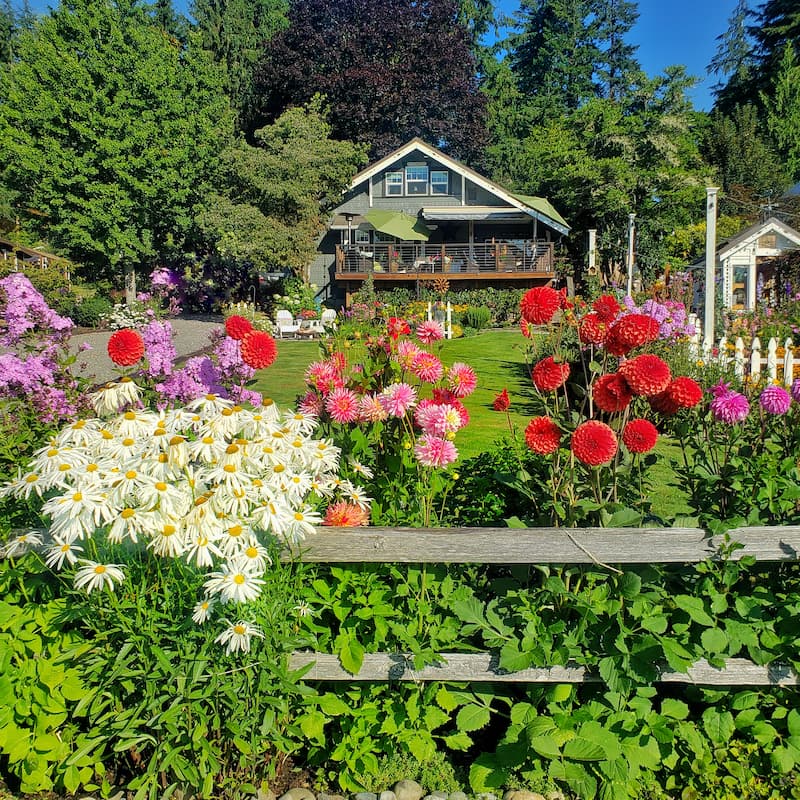 dahlias in front of beach cottage
