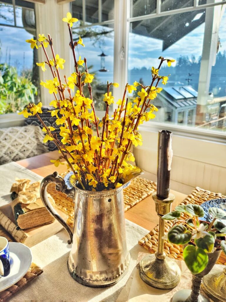 forsythia in silver pitcher on table centerpiece
