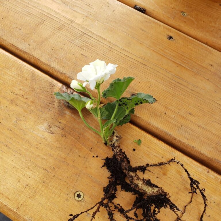How to Easily Start Geraniums from Cuttings - Shiplap and Shells