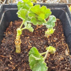 How to Easily Start Geraniums from Cuttings - Shiplap and Shells