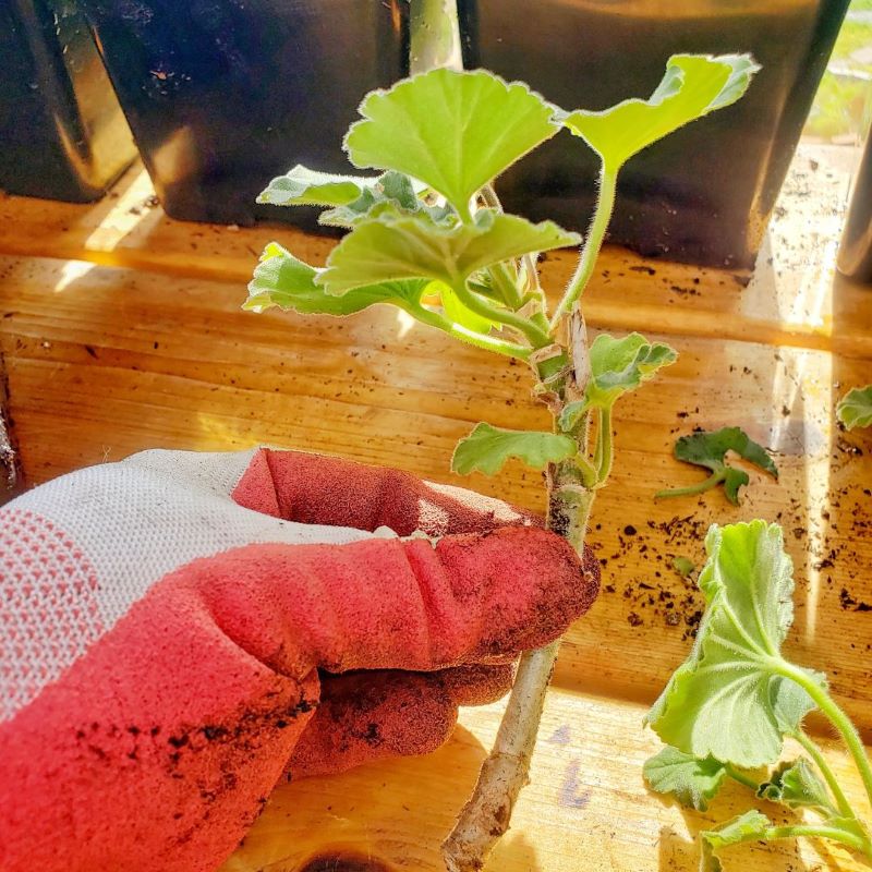 how to start geranium cuttings: geranium cutting