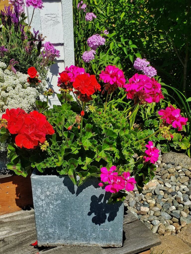 geraniums in a flower container