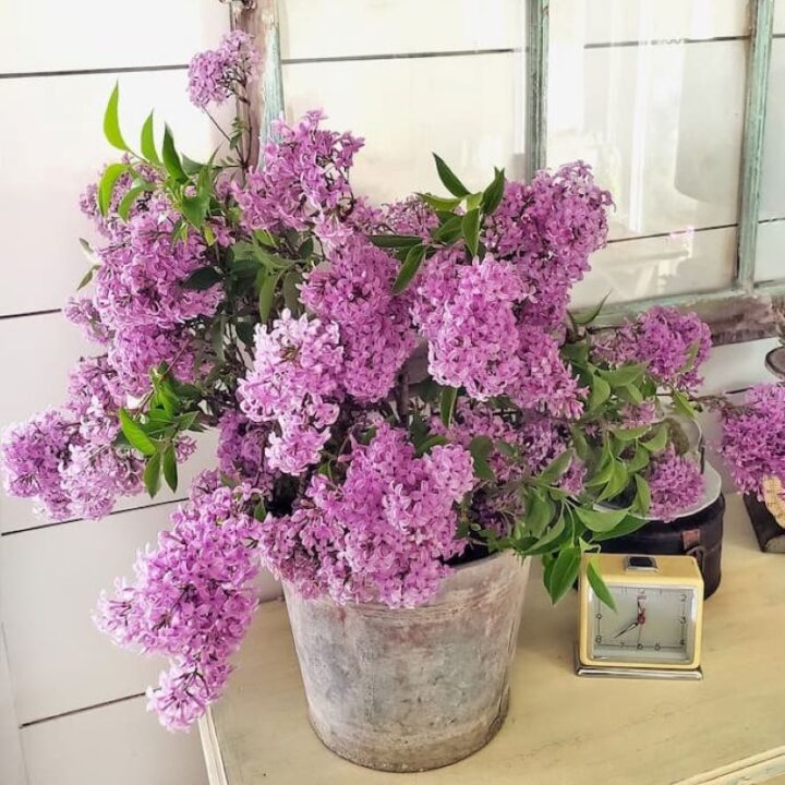 13 Tips to Extend the Vase Life of Your Cut Flowers Shiplap and Shells