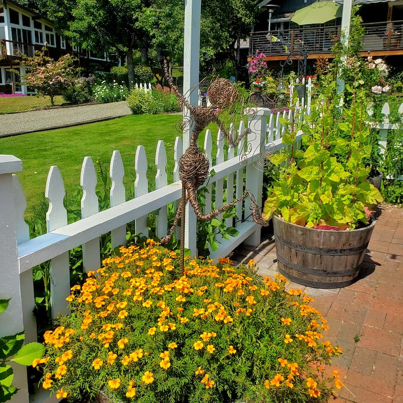 marigolds growing in the cut flower garden and white picket fence