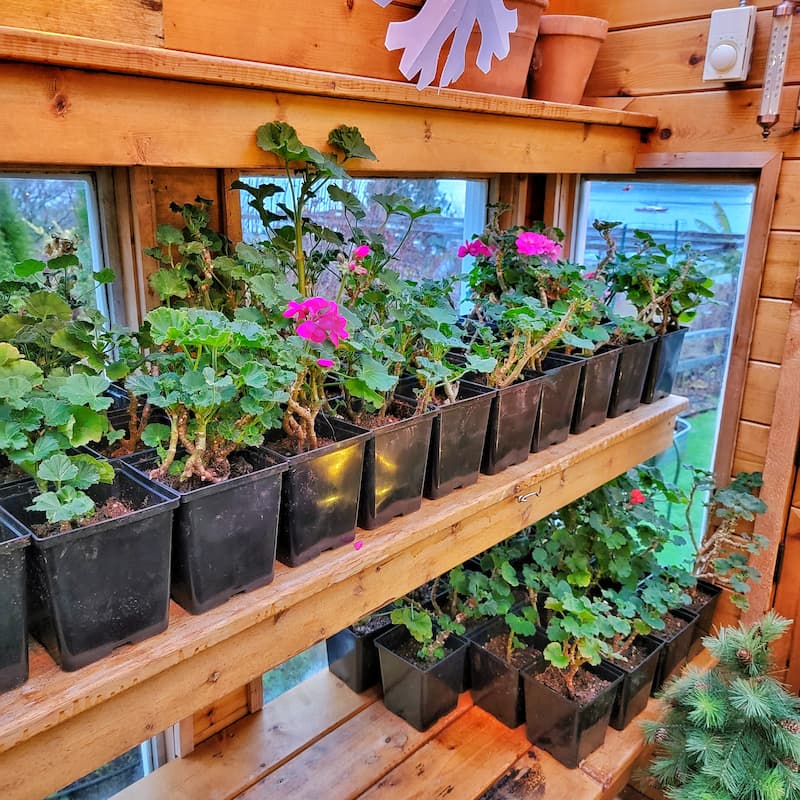 geraniums in greenhouse
