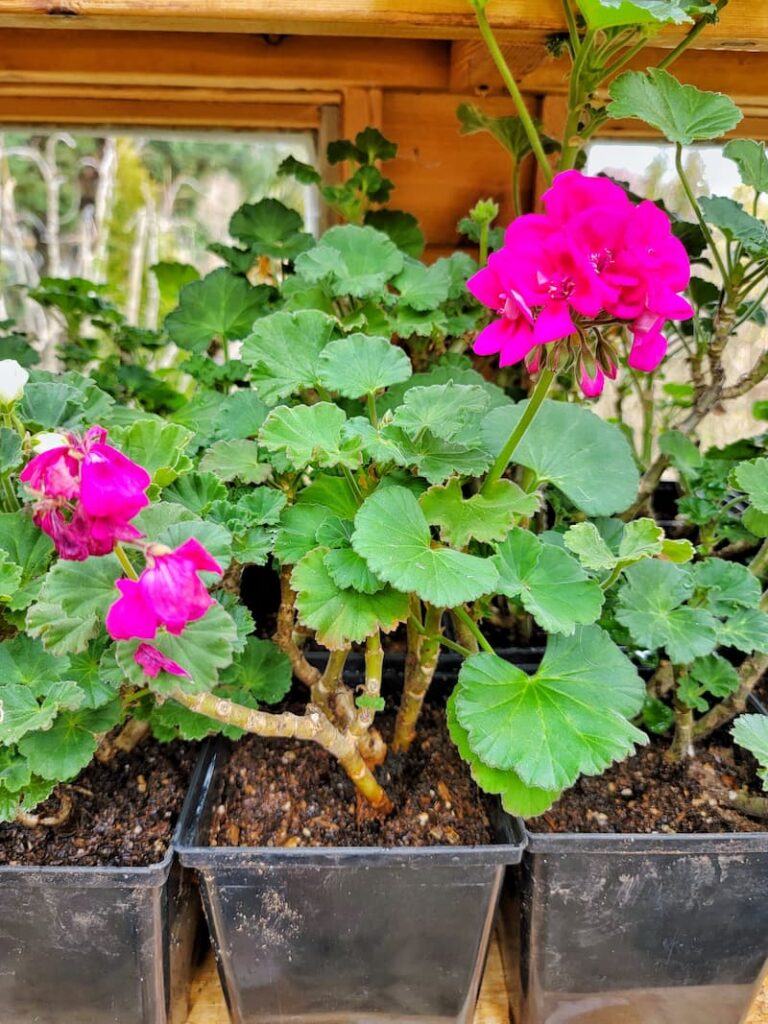 How To Overwinter Geraniums In Wisconsin 4 Easy Options for Overwintering Your Geraniums - Shiplap and Shells