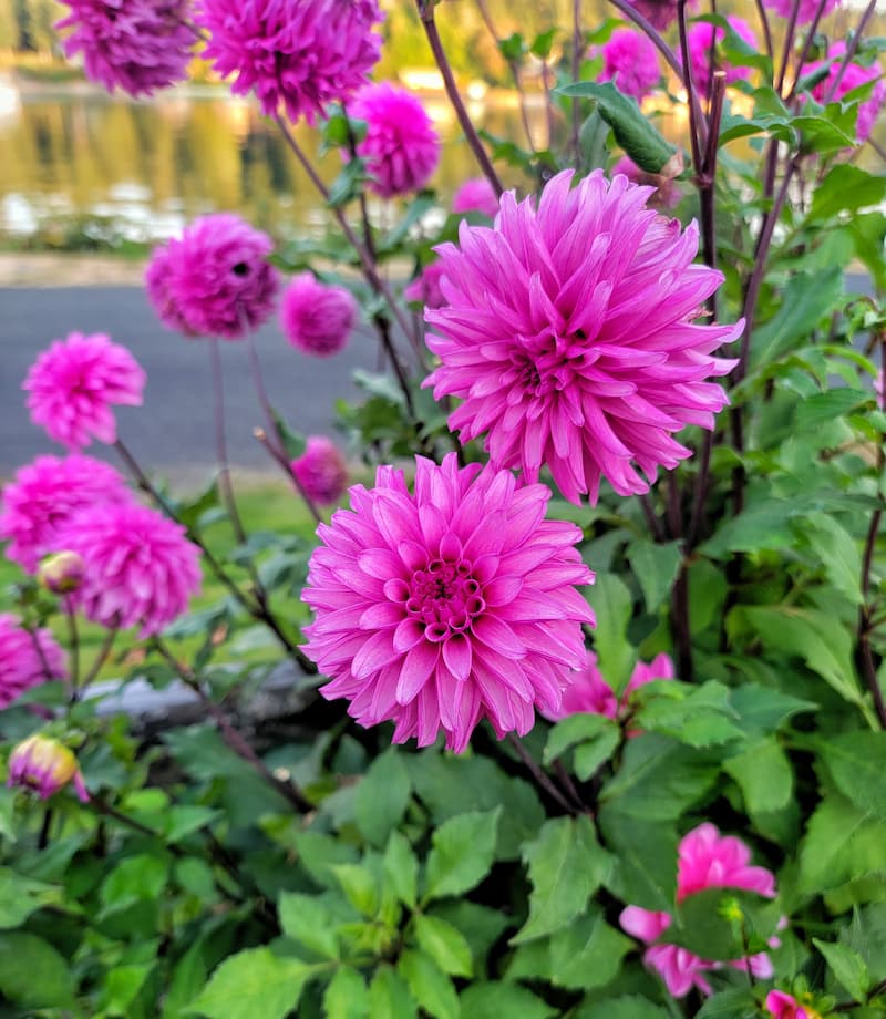Everything You Need to Know About Growing and Caring for Your Garden  Dahlias - Shiplap and Shells