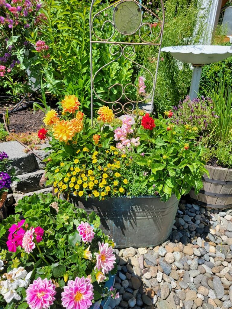 annual flowers planted in a vintage galvanized bucket