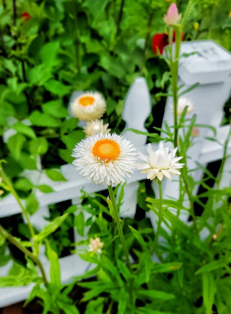 How to Grow Strawflowers For Your Cut Flower Garden From Seed Indoors