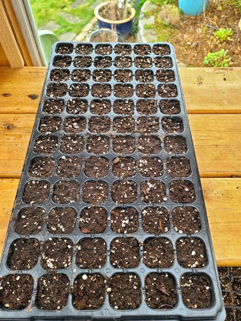 72-cell tray filled with seed starting mix to grow zinnia seeds