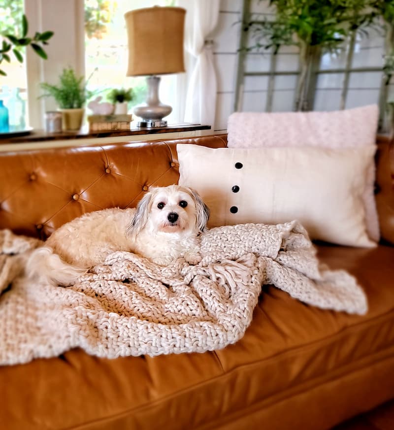 dog in couch with chunky throw and pillows