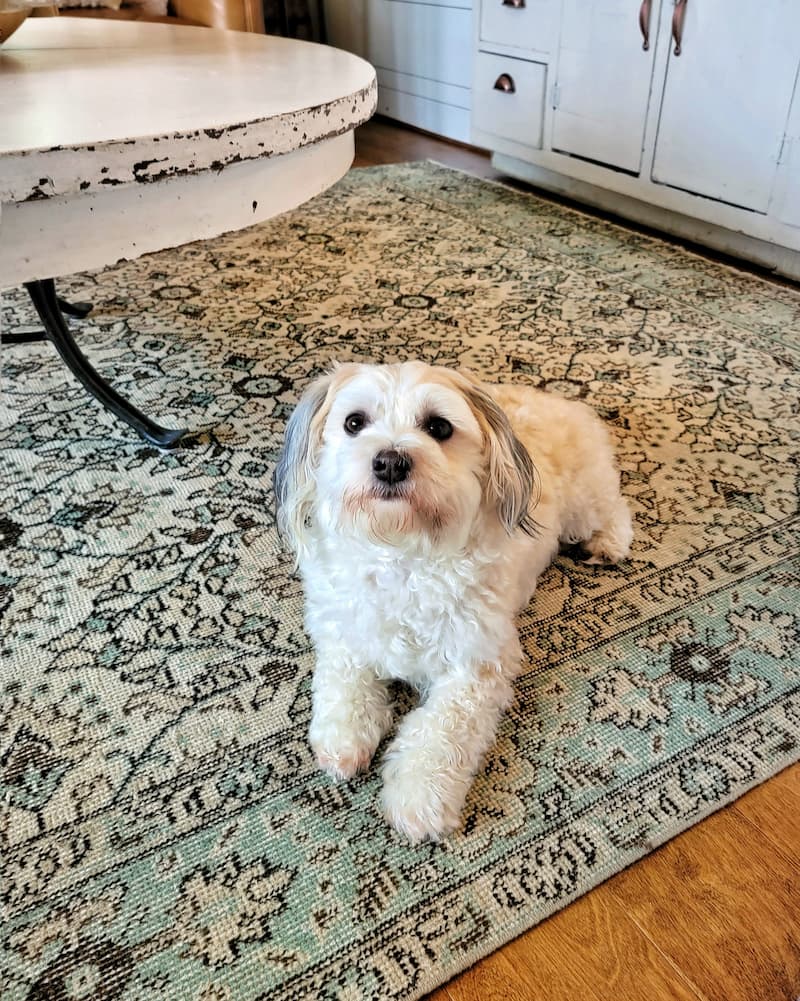 white dog on patterned area rug