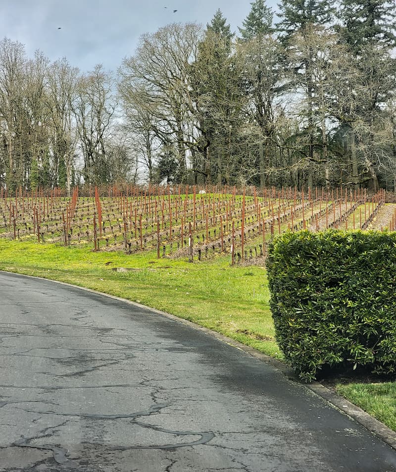 vineyards in Willamette Valley Oregon