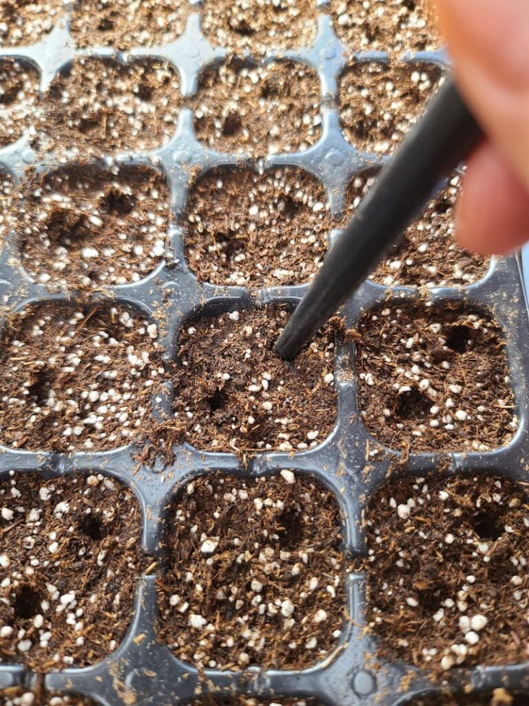 making holes to place zinnia seeds in soil