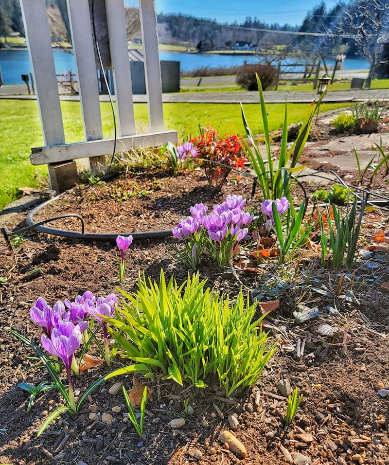 March gardening to dos in the Pacific Northwest: crocuses