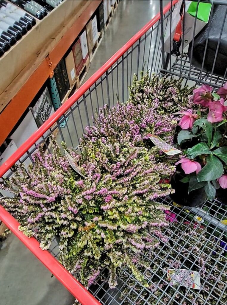 heather and hellebores in cart