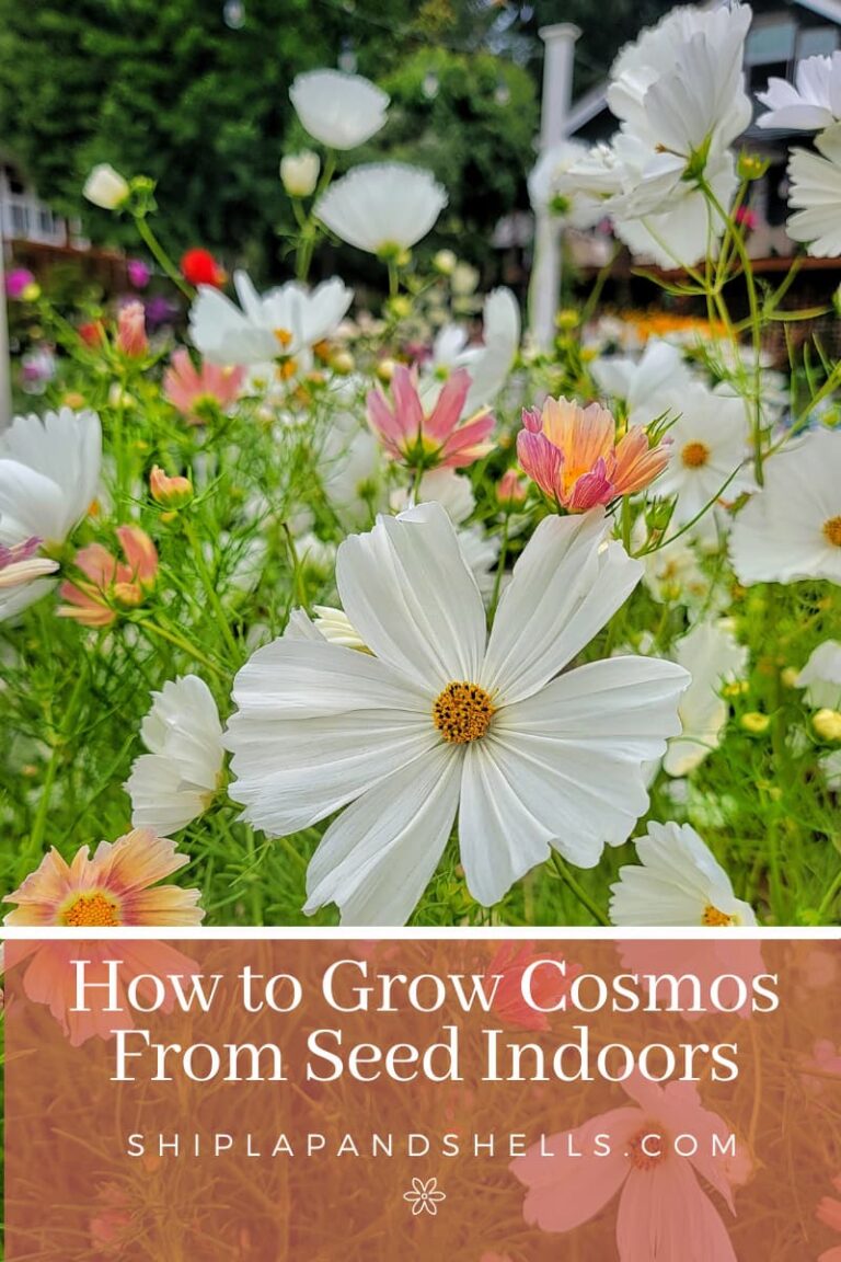 How to Grow Cosmos For Your Cut Flower Garden From Seed Indoors