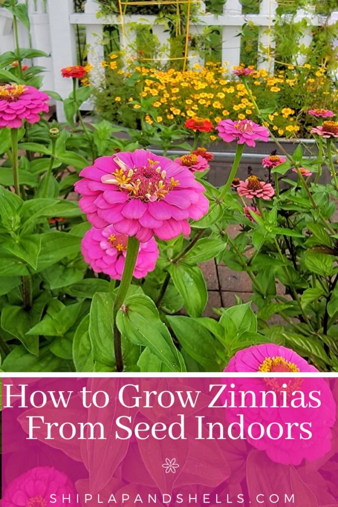 how to grow zinnias fro seed indoors