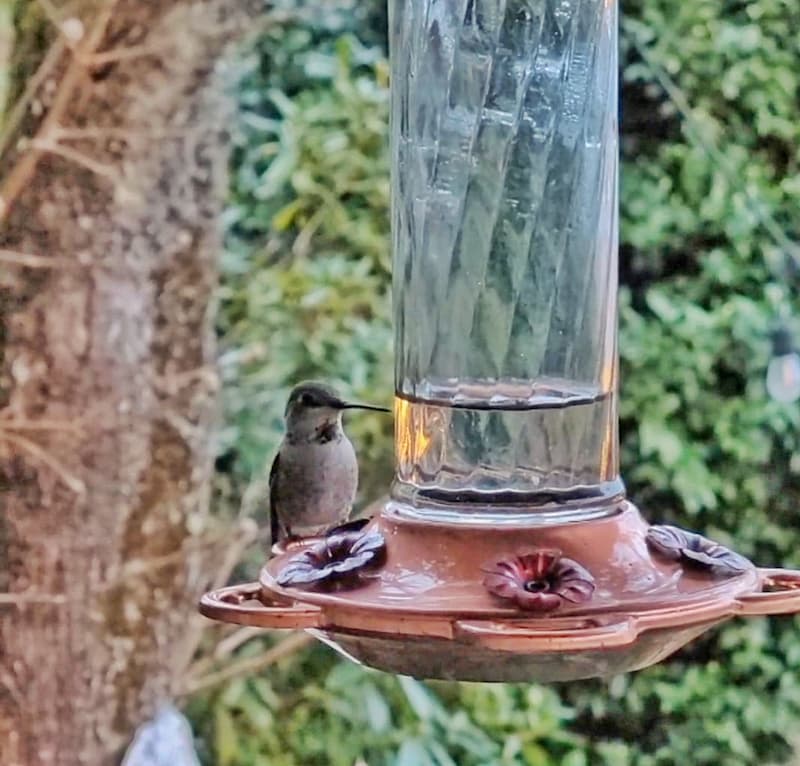 hummingbird getting food from feeder