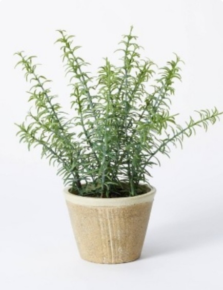 potted rosemary