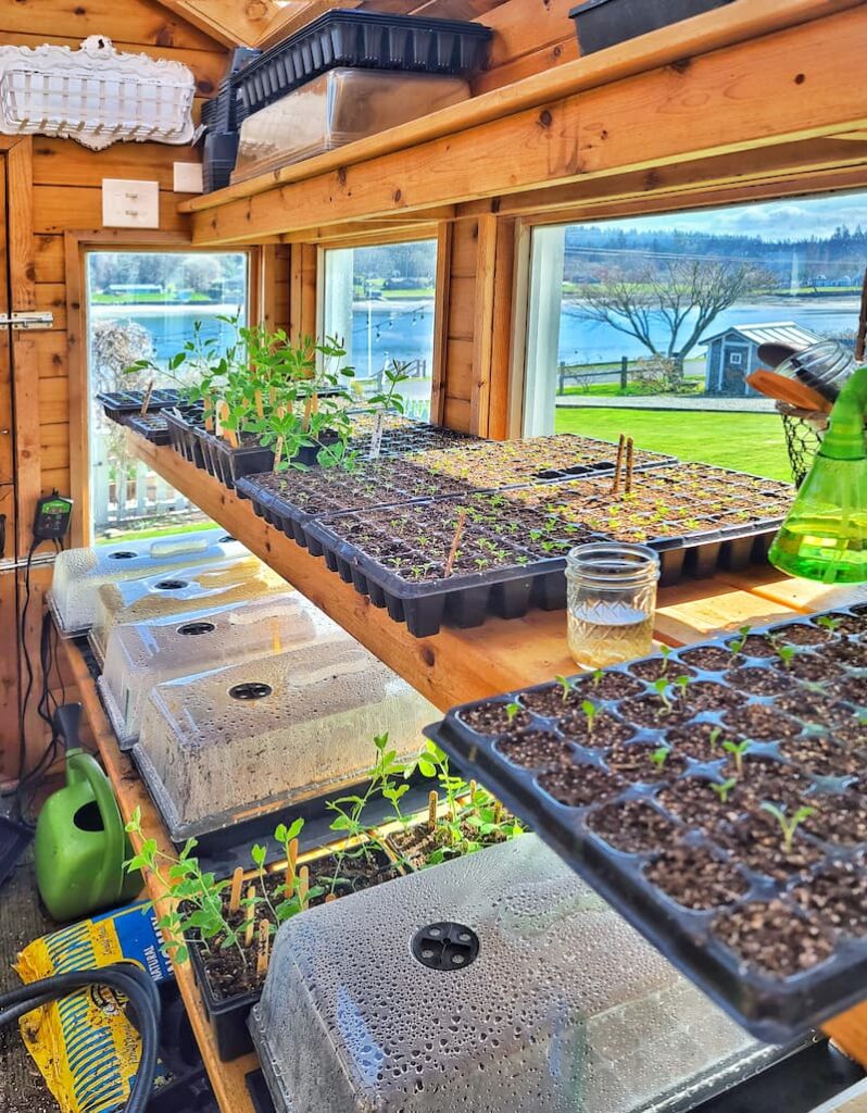 growing zinnias seeds indoors 