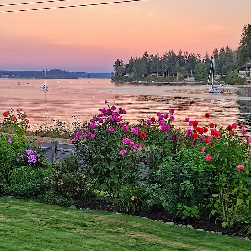 sunset over the Puget Sound and dahlias in the background