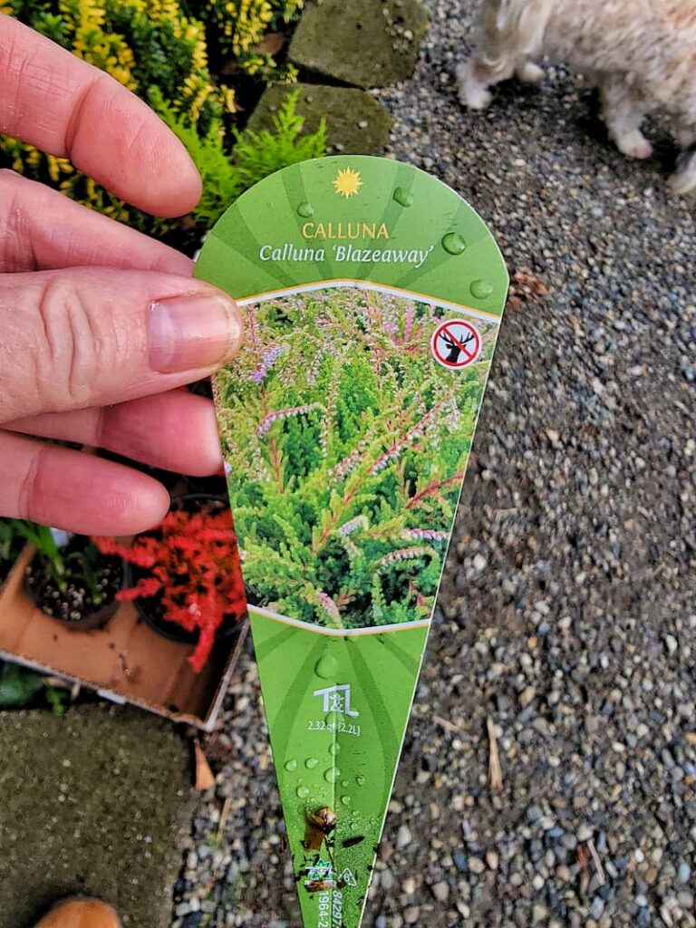 Calluna blazeaway heather plant tag