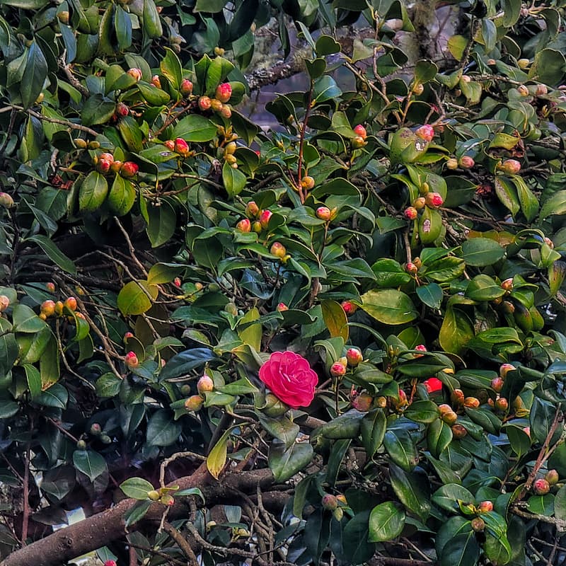 Winter plants and flowers: camellias
