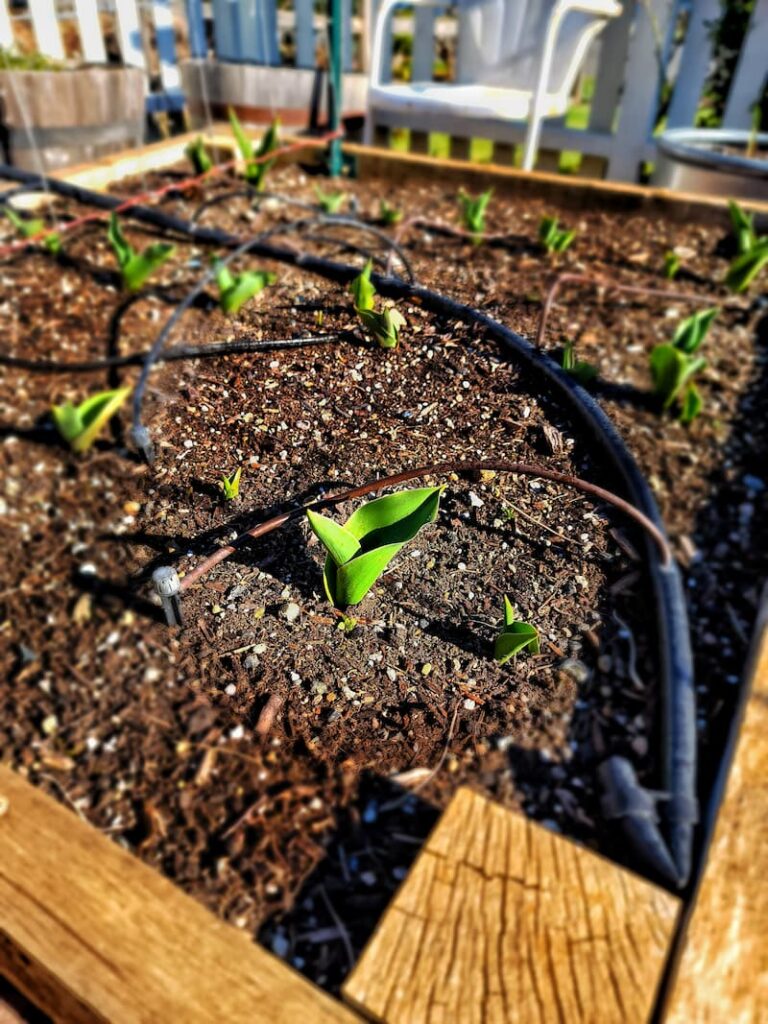 How to Weed the Garden: drip irrigation watering system in the raised bed with tulips sprouting