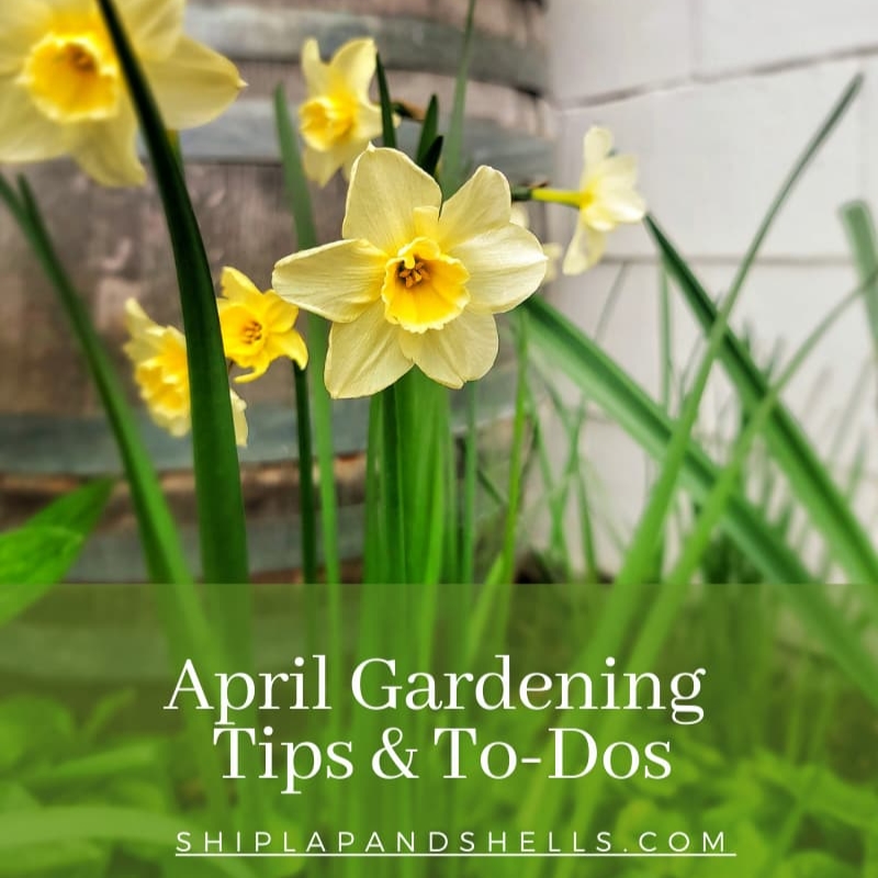 April gardening tips and to-dos graphic