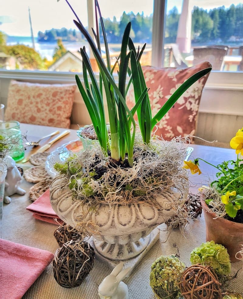 daffodil bulbs in white urn and moss