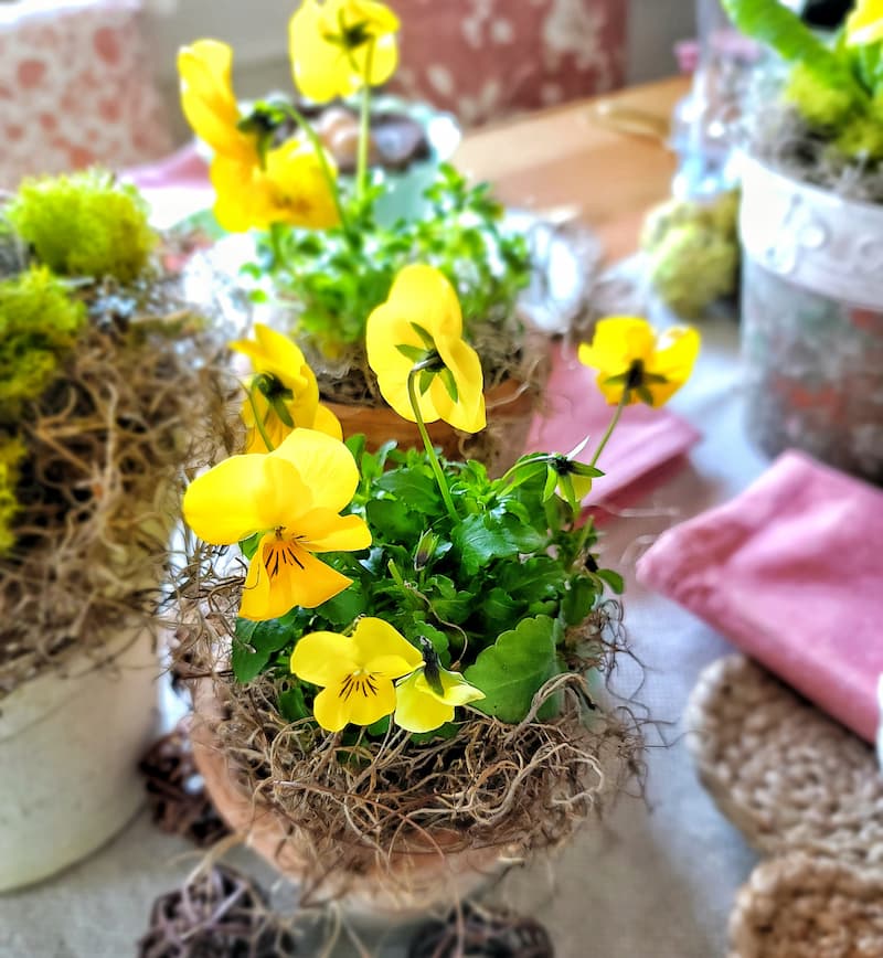 yellow violas in pots