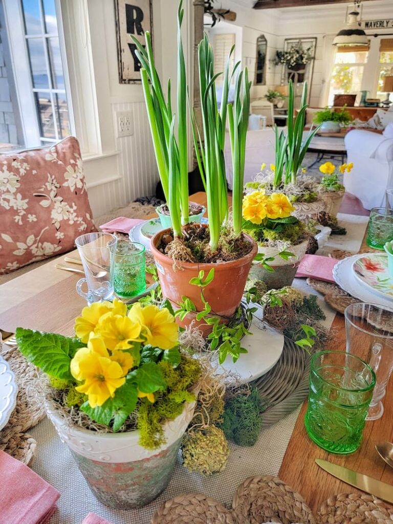 yellow primroses and spring bulbs on table