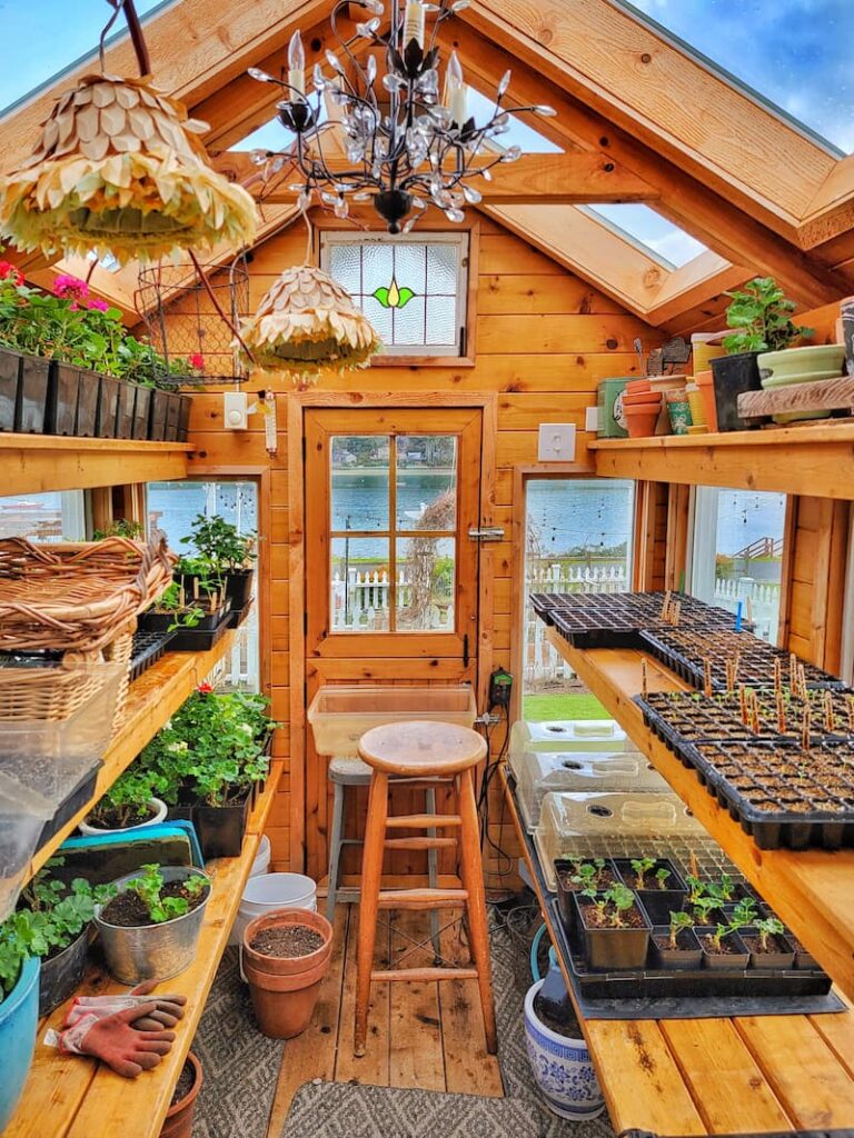 inside greenhouse with seedlings growing