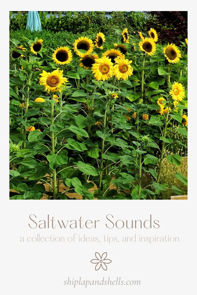 Saltwater Sounds graphic