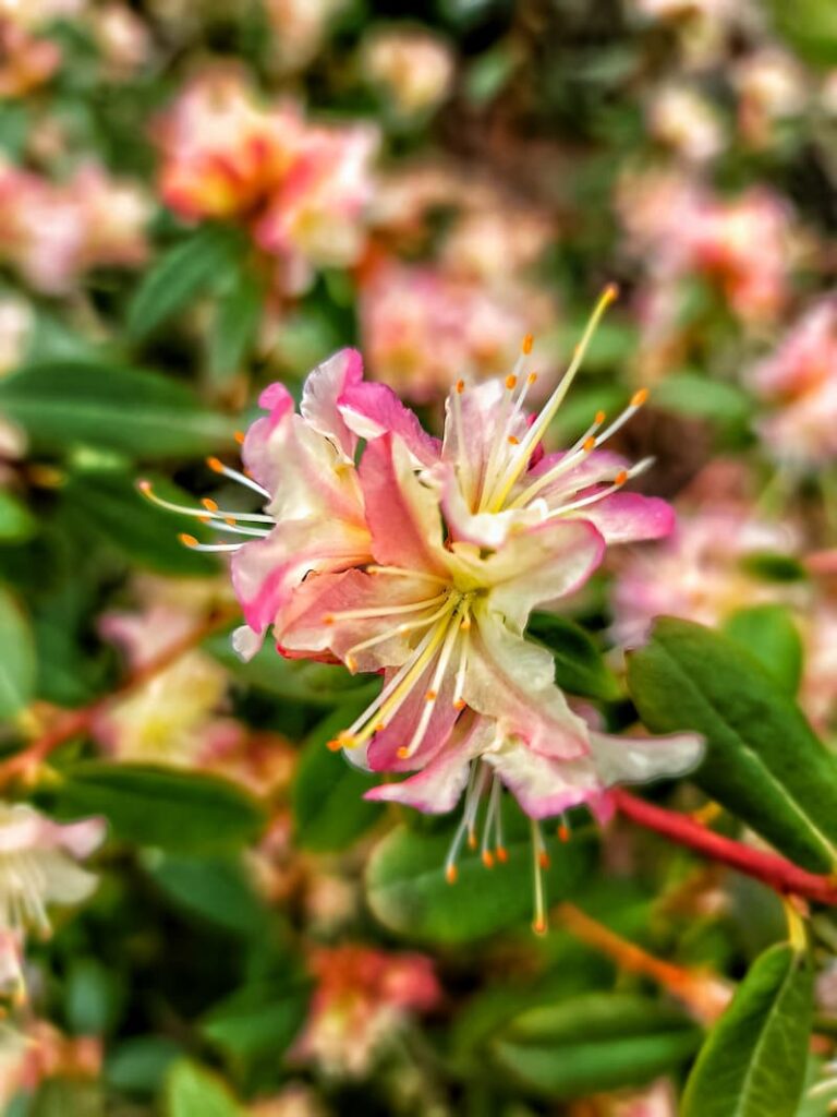 azalea bloom