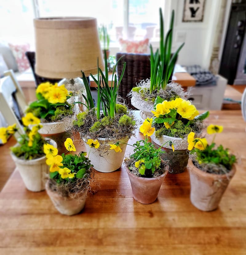 yellow violas and primroses in pots