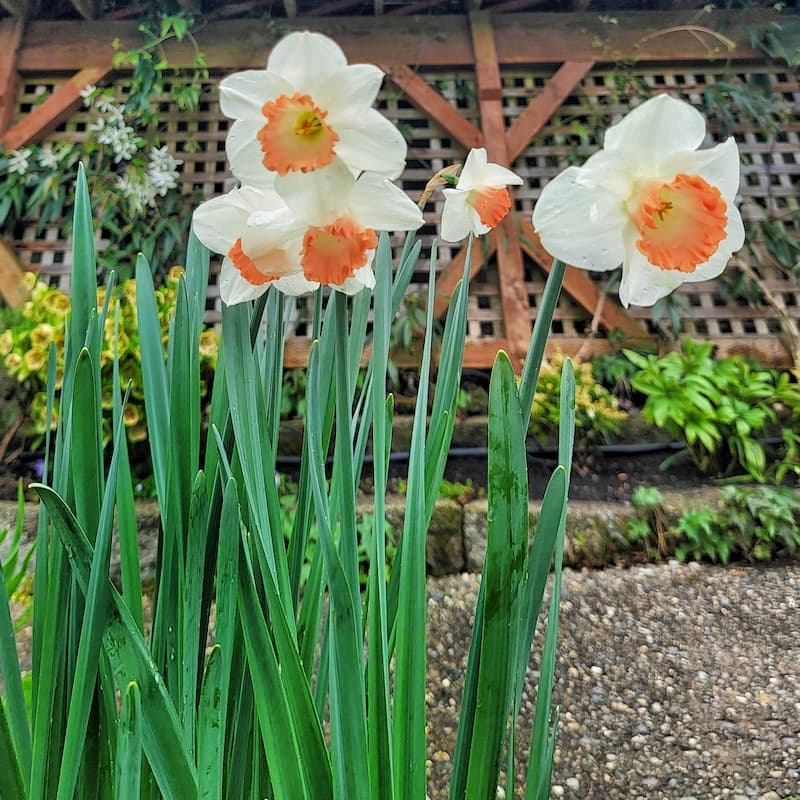 cream daffodils with orange center
