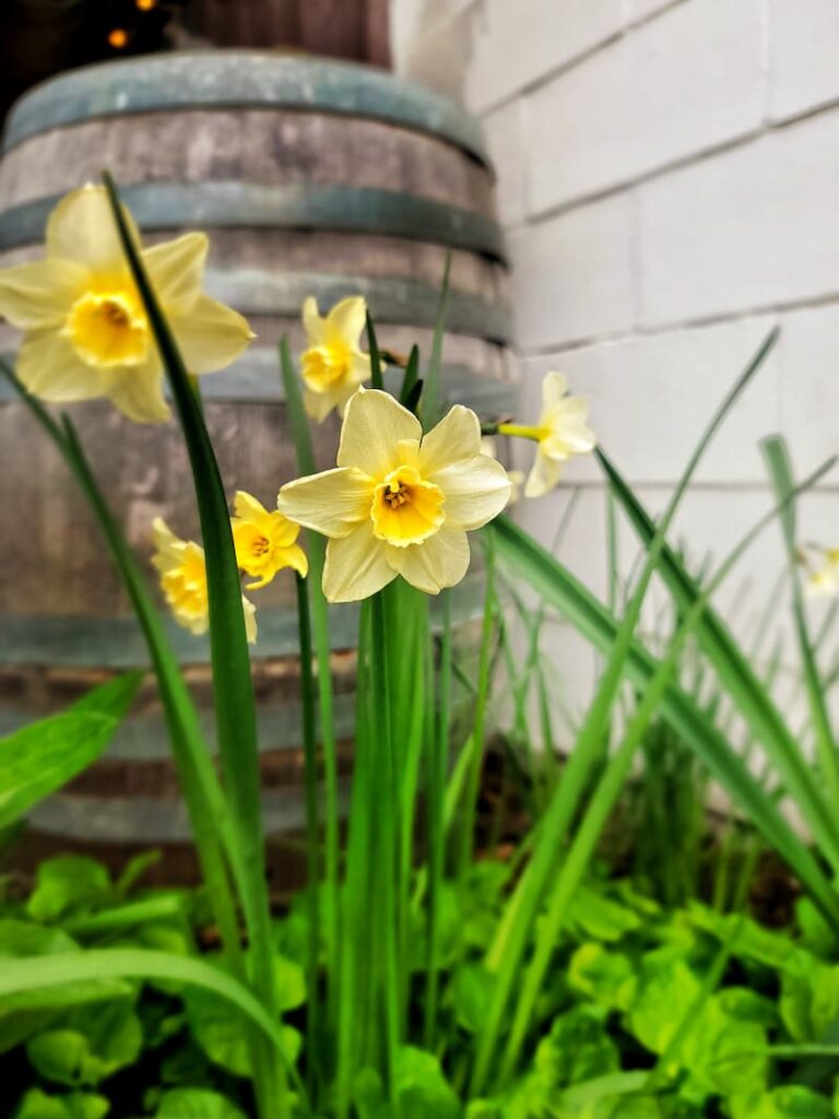 pale yellow daffodils