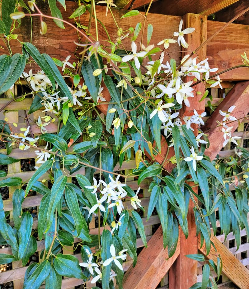 April gardening to dos: clematis blooms