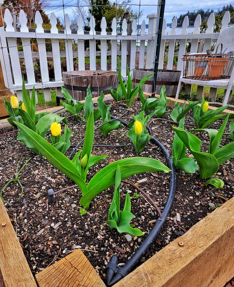 yellow tulips in raised bed