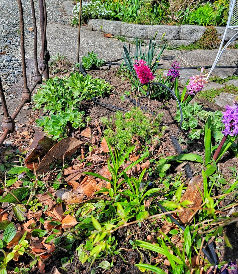 April gardening to dos: garden needs to be cleaned up
