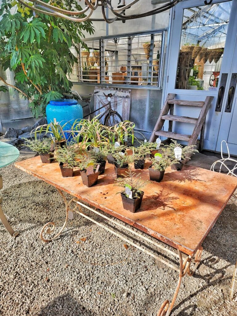 vintage table used in garden  holding plants