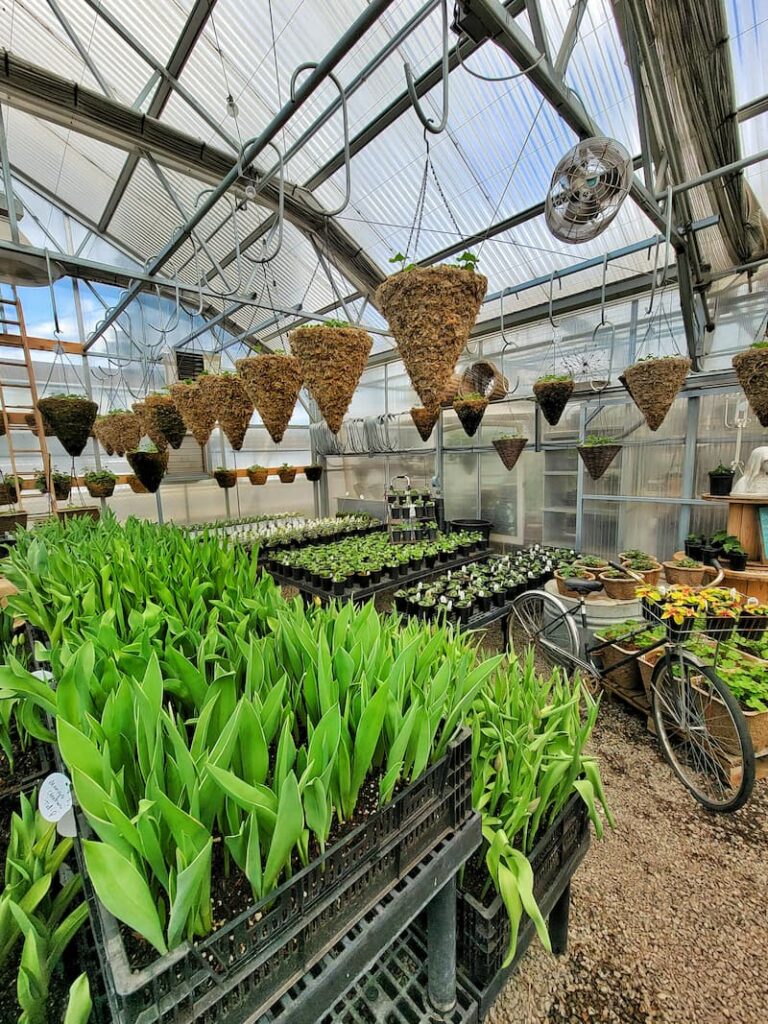 greenhouse filled with hanging baskets of spring flowers and vintage bike