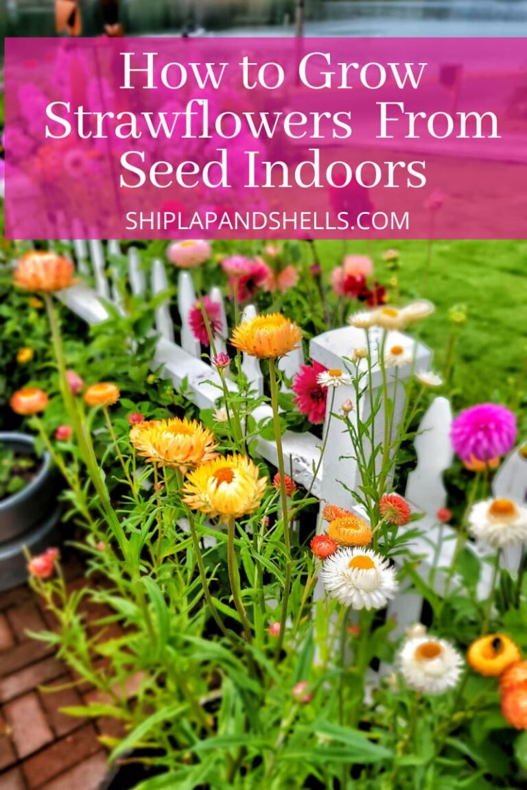 How to Grow Strawflowers For Your Cut Flower Garden From Seed Indoors