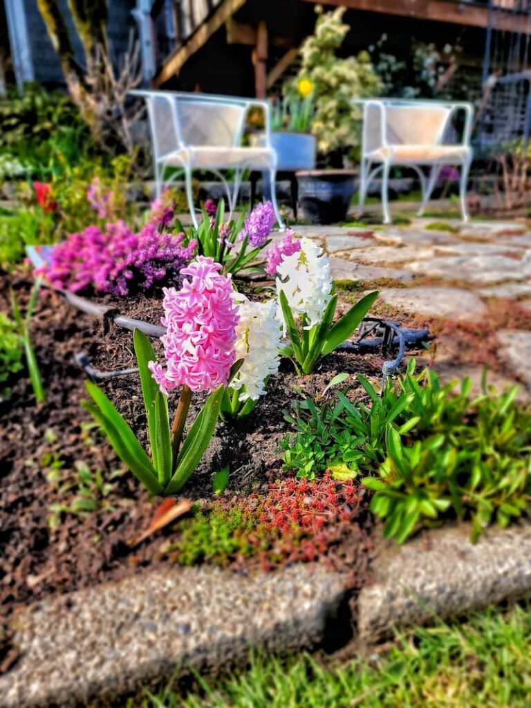 pink and white spring hyacinths in spring cottage garden