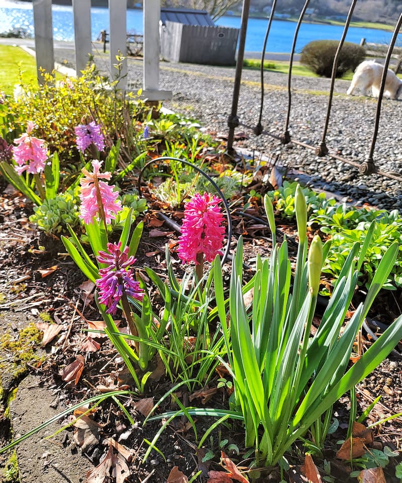 hyacinth spring bulbs