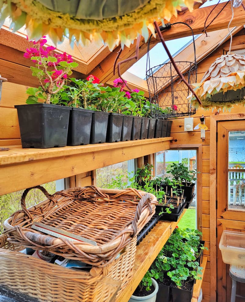 overwintering your geraniums: in the greenhouse