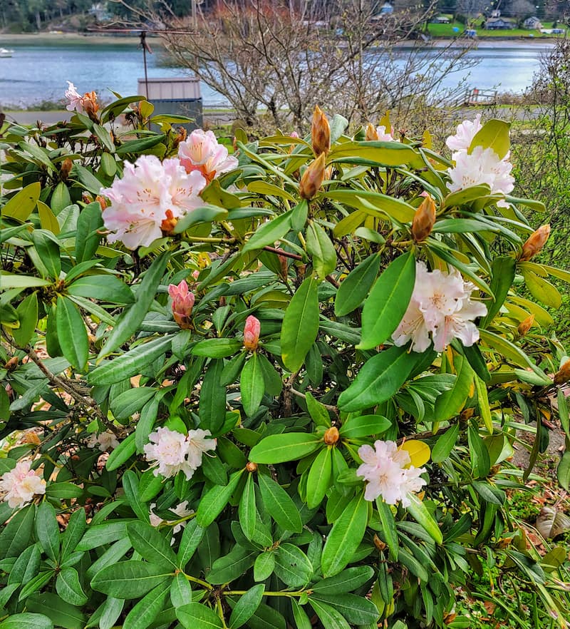 rhododendron blooms in April